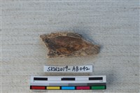 獸骨藏品圖，第2張