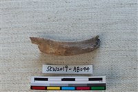 獸骨藏品圖，第1張