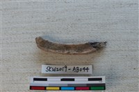 獸骨藏品圖，第2張