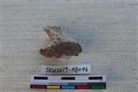 獸骨藏品圖，第3張