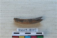 獸骨藏品圖，第1張