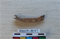 獸骨藏品圖，第2張