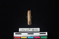 獸骨藏品圖，第2張