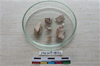 獸骨藏品圖，第3張