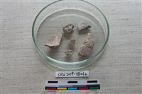 獸骨藏品圖，第4張