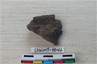 獸骨藏品圖，第1張