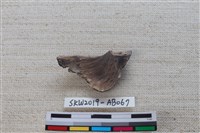 魚骨藏品圖，第2張