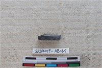 魚骨藏品圖，第3張