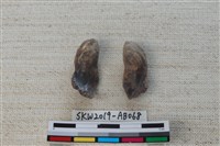 魚骨藏品圖，第2張