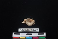 魚骨藏品圖，第2張