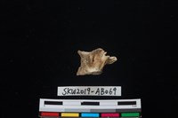 魚骨藏品圖，第3張