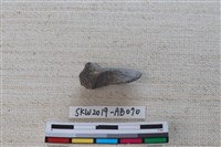 魚骨藏品圖，第2張