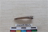 魚骨藏品圖，第3張