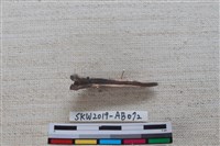 魚骨藏品圖，第4張