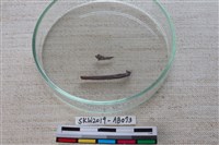 魚骨藏品圖，第3張