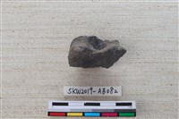 獸骨藏品圖，第1張