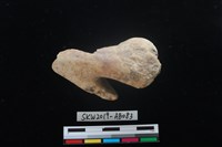 獸骨藏品圖，第2張