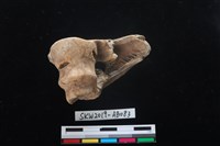 獸骨藏品圖，第3張