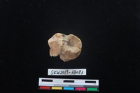 獸骨藏品圖，第5張