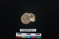 獸骨藏品圖，第6張