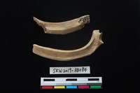 獸骨藏品圖，第1張