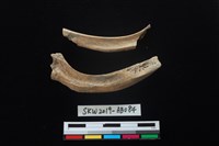 獸骨藏品圖，第2張