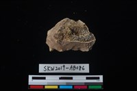 獸骨藏品圖，第2張