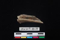 獸骨藏品圖，第2張