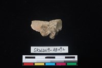 獸骨藏品圖，第1張