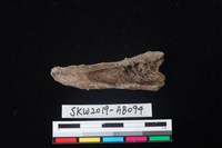 獸骨藏品圖，第2張