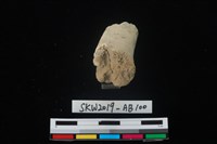 獸骨藏品圖，第3張