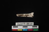 獸骨藏品圖，第2張