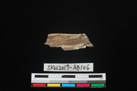 獸骨藏品圖，第2張