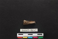 獸骨藏品圖，第2張