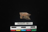 獸骨藏品圖，第1張