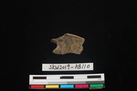 獸骨藏品圖，第2張