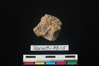 獸骨藏品圖，第3張