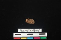 獸骨藏品圖，第5張