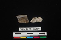 獸骨藏品圖，第2張