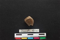 獸骨藏品圖，第1張