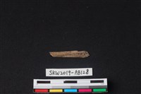 獸骨藏品圖，第2張