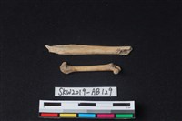 獸骨藏品圖，第1張