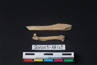 獸骨藏品圖，第2張