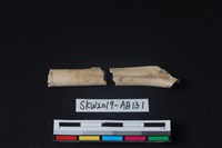 獸骨藏品圖，第3張