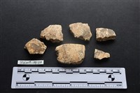 獸骨藏品圖，第1張