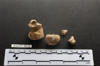 獸骨藏品圖，第1張