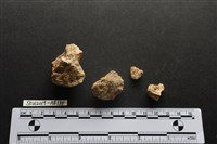 獸骨藏品圖，第2張