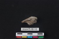 獸骨藏品圖，第2張