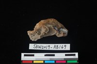 獸骨藏品圖，第2張