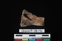 獸骨藏品圖，第2張